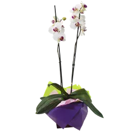 Planta Orquídea Phalaenopsis Color Blanca