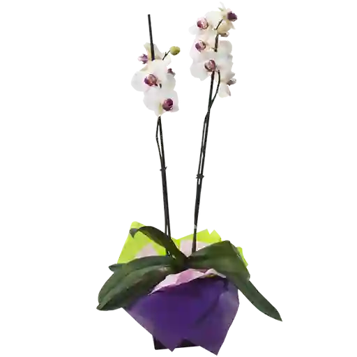 Planta Orquídea Phalaenopsis Color Blanca