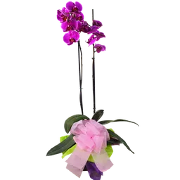 Planta Orquídea Phalaenopsis Color Morada
