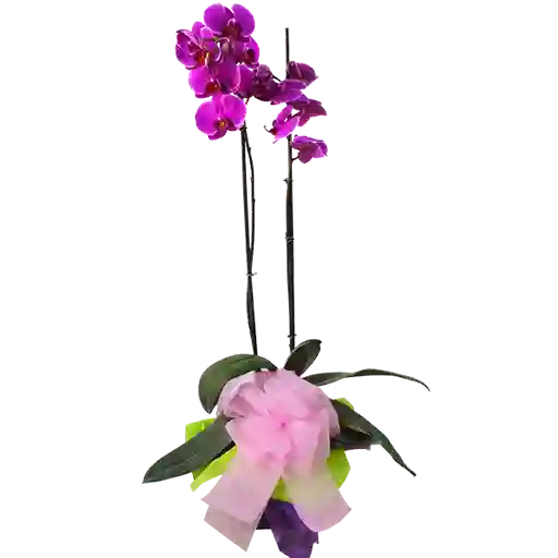 Planta Orquídea Phalaenopsis Color Morada