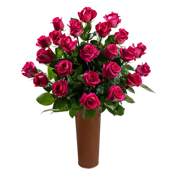 25 Rosas Fucsia De Exportación