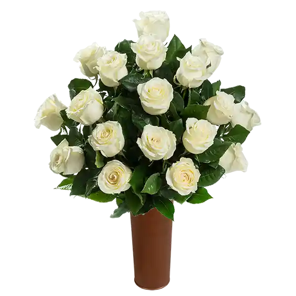 25 Rosas Blancas de Exportación