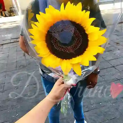 Unidad De Girasol