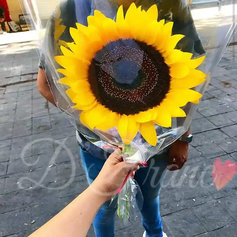 Unidad De Girasol