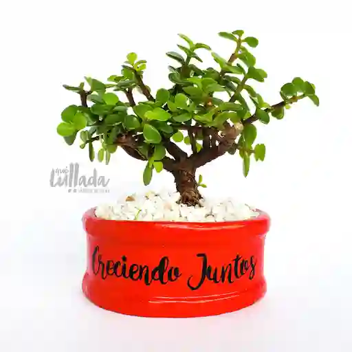 Bonsái Jade Creciendo Juntos