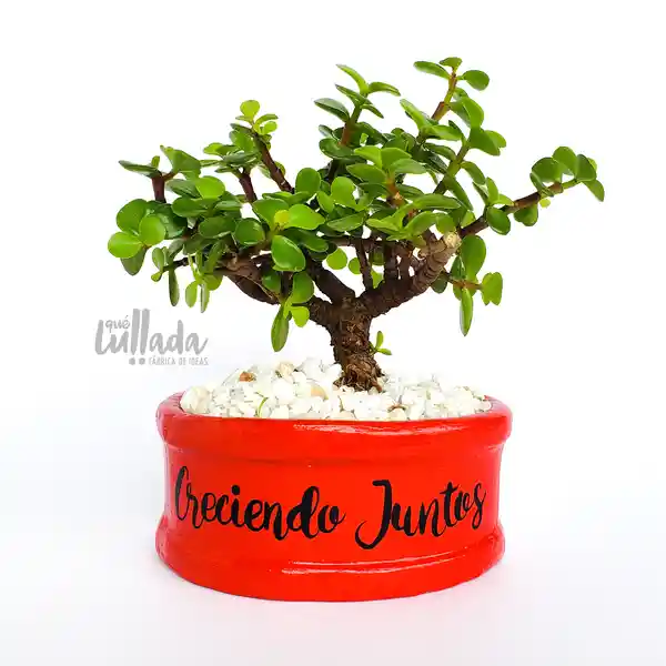 Bonsái jade creciendo juntos