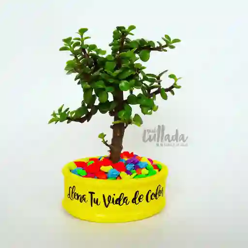 Bonsái jade llena tu vida de color