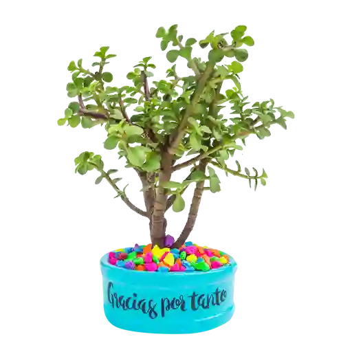 Bonsái jade gracias por tanto