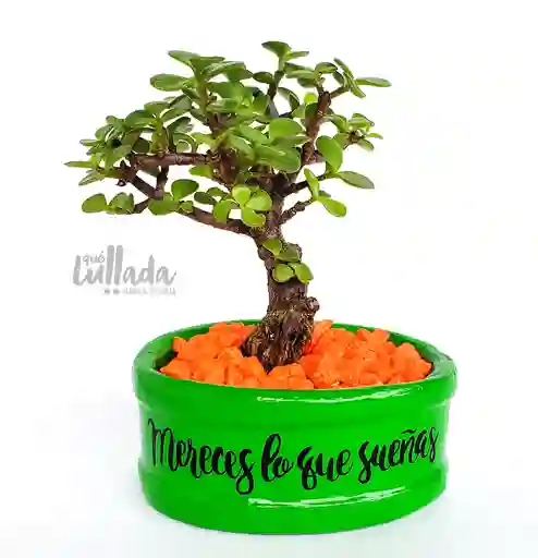 Bonsái jade mereces lo que sueñas