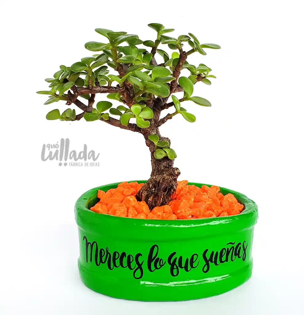 Bonsái jade mereces lo que sueñas