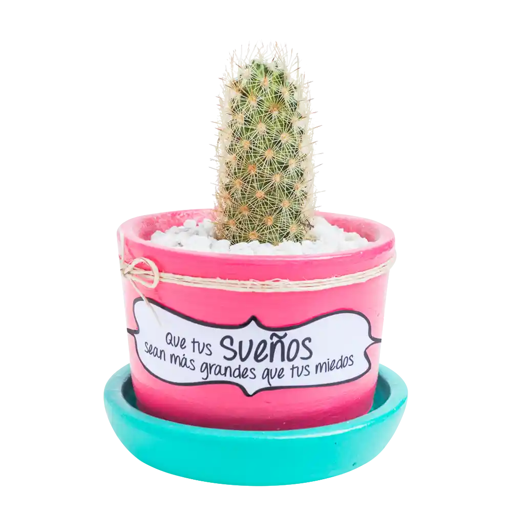 Cactus mensaje motivación