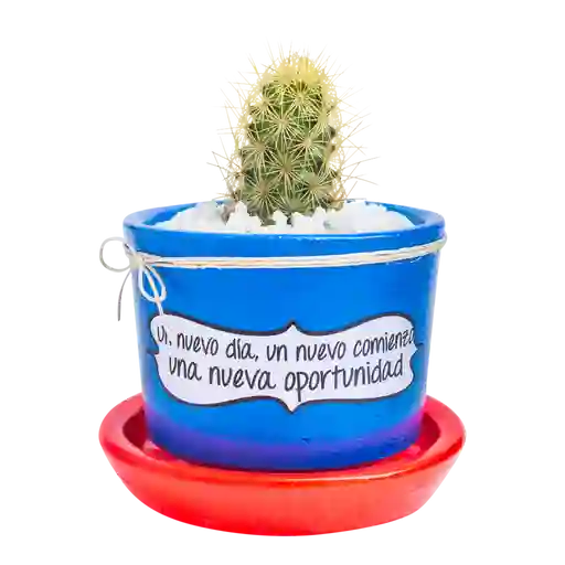 Cactus mensaje motivación