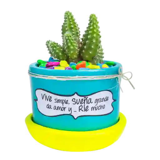 Cactus mensaje motivación