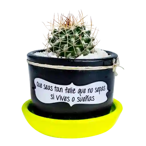 Cactus mensaje motivación