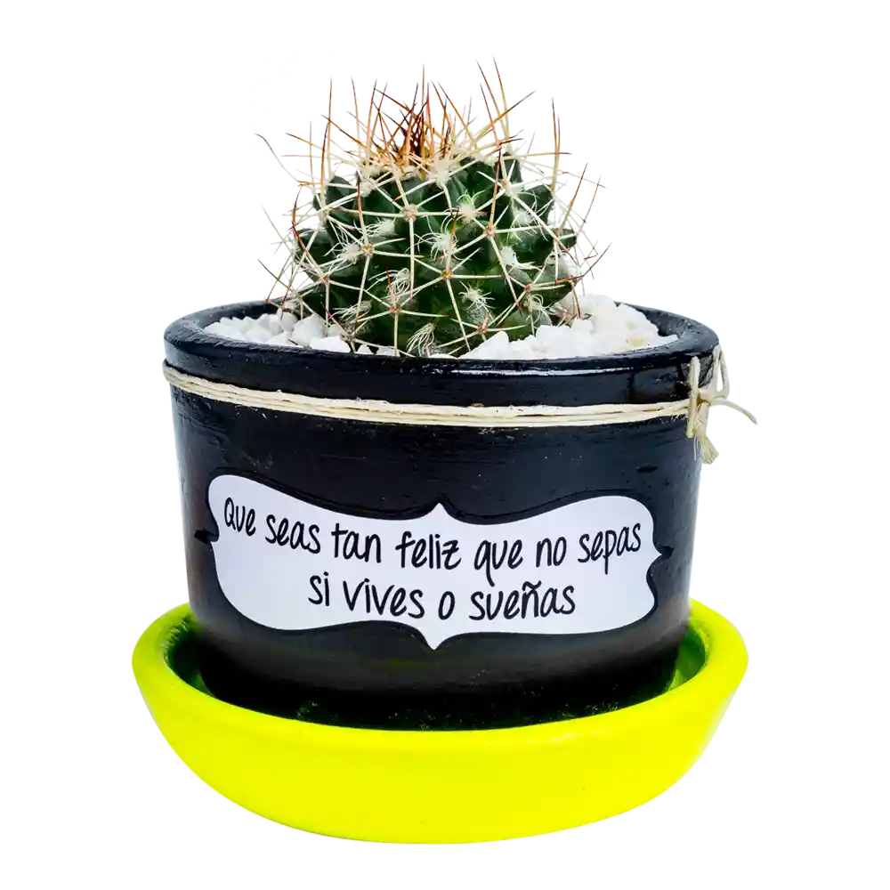 Cactus mensaje motivación