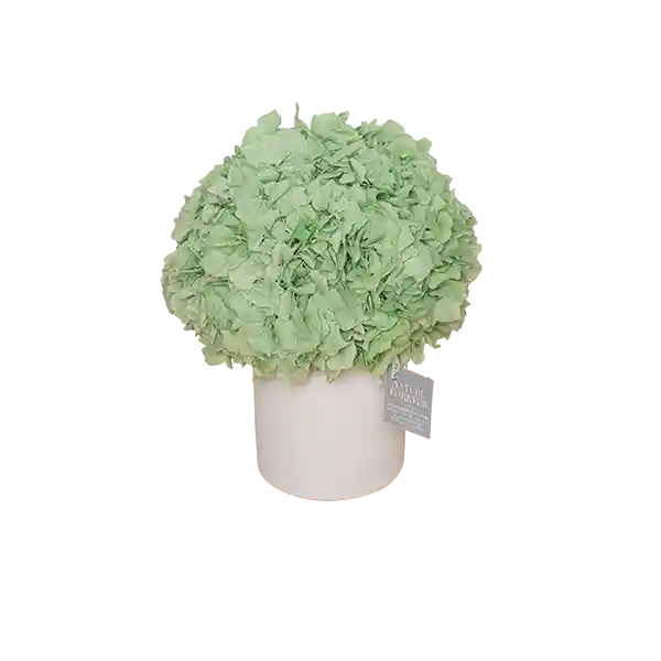 Hortensia Nature Forever - Color Verde Menta