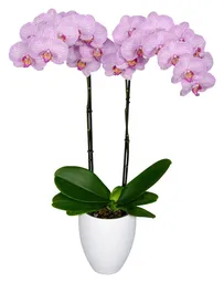 Orquidea Flor Rosa Con Matera Plastica