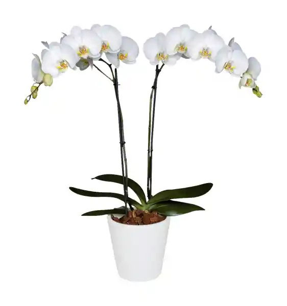 Orquidea Lores Blanca Con Matera Plastica