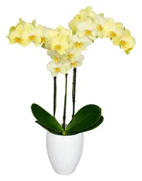 Orquidea Amarillo Con Matera Plastica