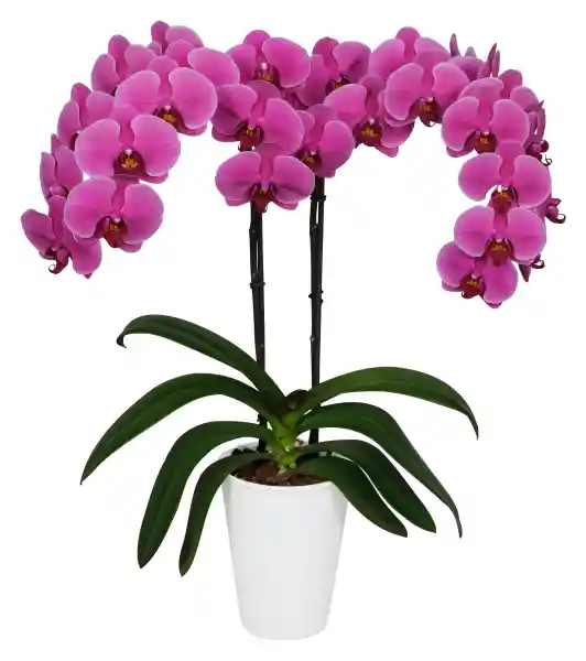 Orquidea Flor Fucsia Con Matera Plástica