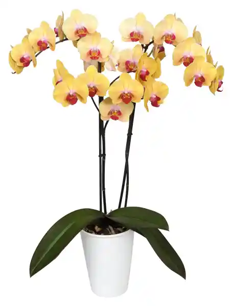 Orquidea Amarillo Con Matera Plastica