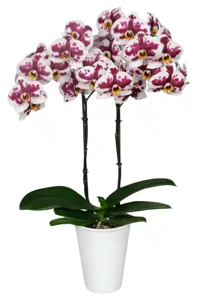 Orquidea Flor Whprint Con Matera Plastica