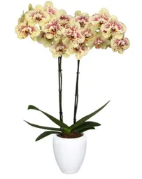 Orquidea Amarillo Print Con Matera Plastica
