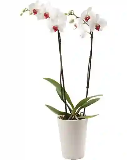 Orquidea Flor Blanca Con Matera Plastica