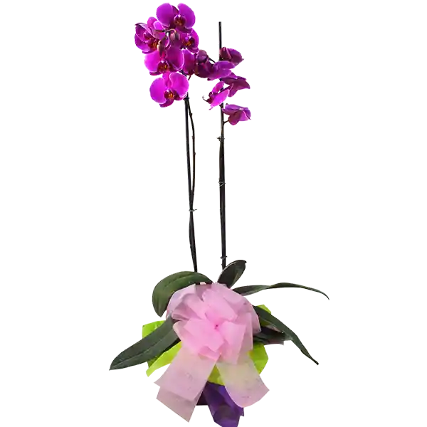 Planta Orquídea Phalaenopsis Color Morada
