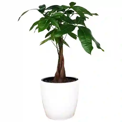 Planta Pachira Árbol del Dinero y la Abundancia