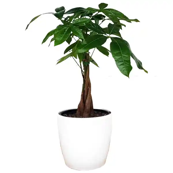 Planta Pachira Árbol del Dinero y la Abundancia