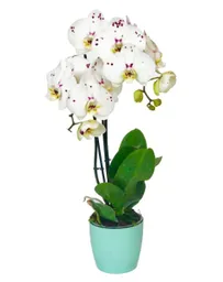 Dos Tallos Orquídea flor blanco Print- Mora 