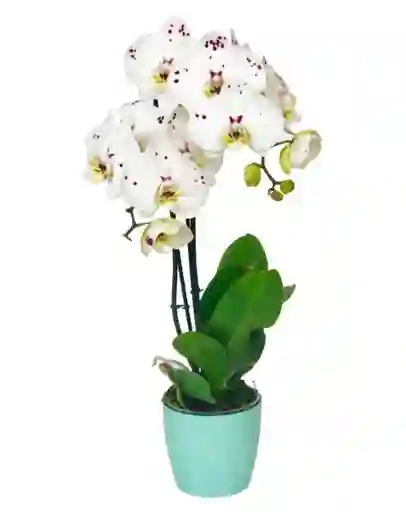 Orquidea Flor Whprint Con Matera Plástica