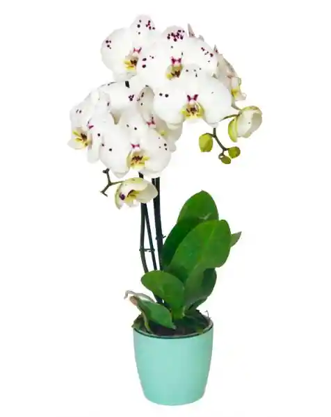 Dos Tallos Orquídea flor blanco Print- Mora 