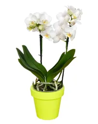 Orquidea Flor Blanca Con Matera Plastica 45 Cm