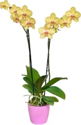 Orquidea Flor Amarilos Con Matera Plastica