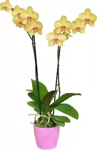 Orquidea Flor Amarilos Con Matera Plastica