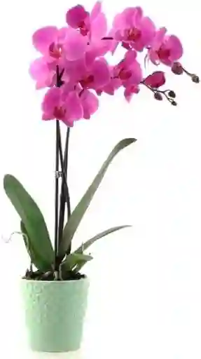 Orquidea Purple Con Matera Plastica