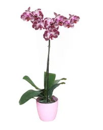 Orquidea Purplewh Con Matera Plastica