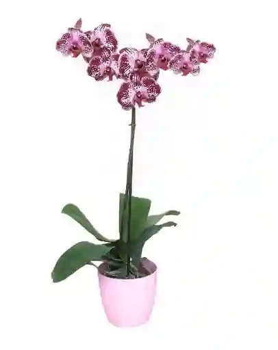 Orquidea Purplewh Con Matera Plastica