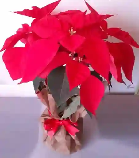 Poinsettias Mediana