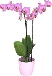 Orquidea Flor Roseline Con Matera Plastica