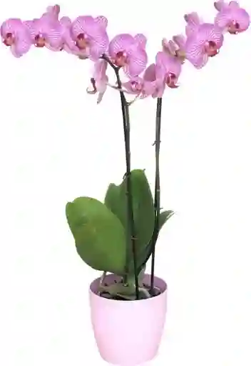 Orquidea Flor Roseline Con Matera Plastica