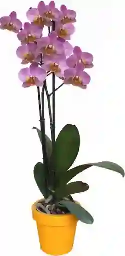 Orquidea Flor Lila Con Matera Plastica