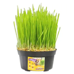 Pasto Gatuno Fresco Germinado