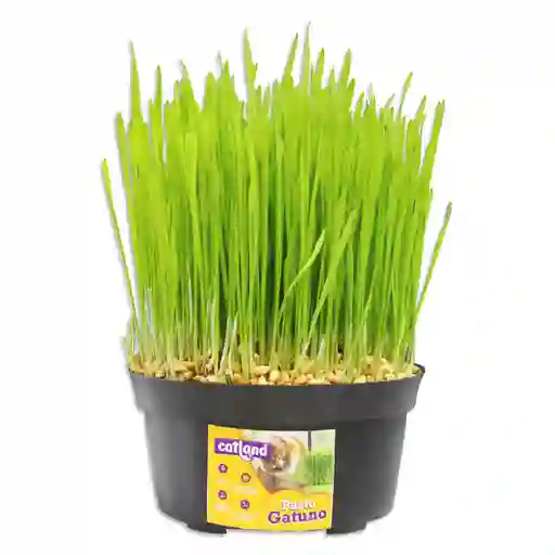 Pasto Gatuno Fresco Germinado