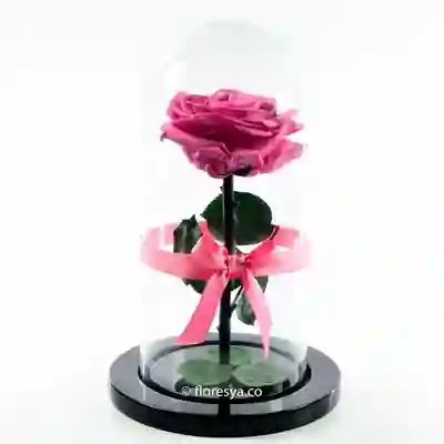 Rosa Encantada Rosado Medio en Urna 1 U