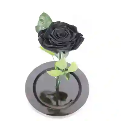 Rosa Negra Premium en Urna 1 U