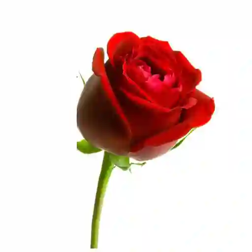 Unidad De Rosa