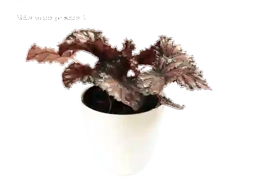 Begonia Rex